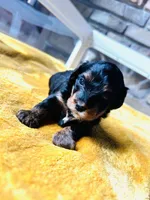 Betty, a female Havapoo for sale in Comstock Park, MI – 7 of 7