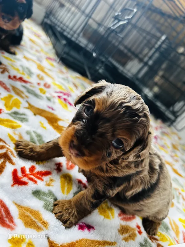 Pebbles  – Havanese, Poodle - Miniature  puppy for sale in Comstock Park, MI