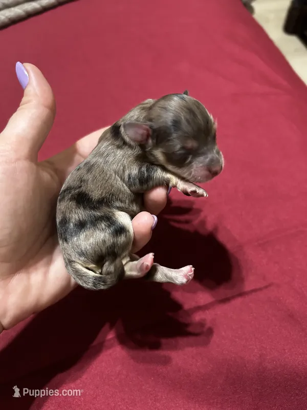 Bamm bamm  – Havanese, Poodle - Miniature  puppy for sale in Comstock Park, MI