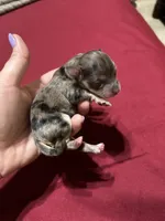 Bamm bamm , a male Havanese and Poodle - Miniature  for sale in Comstock Park, MI – 1 of 3