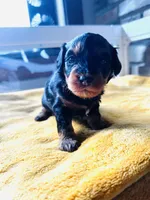 Wilma , a female Havanese and Poodle - Miniature  for sale in Comstock Park, MI – 8 of 8