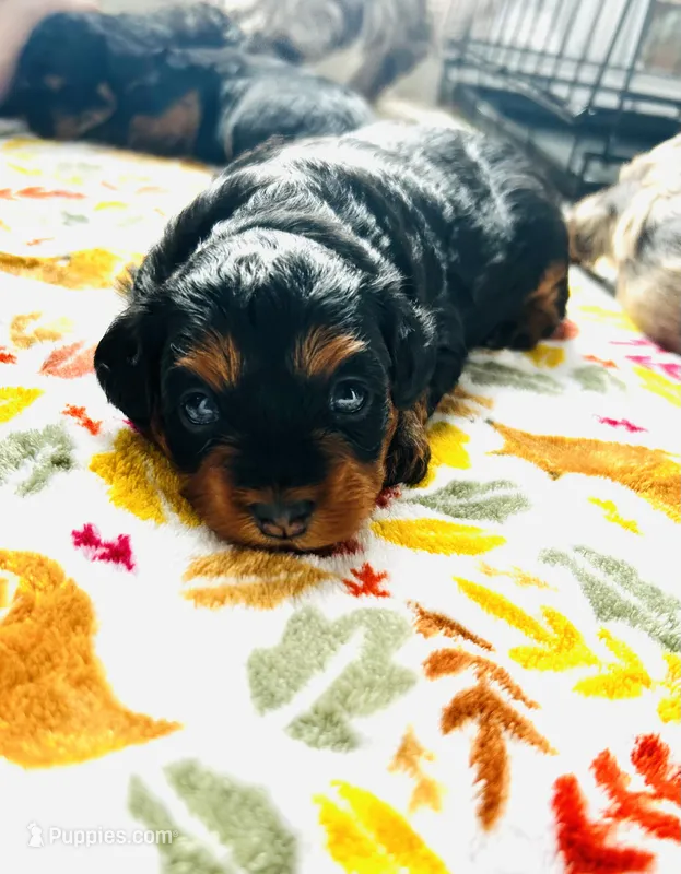 Wilma  – Havanese, Poodle - Miniature  puppy for sale in Comstock Park, MI