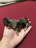 Bamm bamm , a male Havanese and Poodle - Miniature  for sale in Comstock Park, MI – 2 of 3
