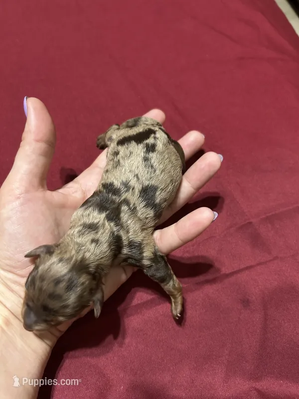 Pebbles  – Havanese, Poodle - Miniature  puppy for sale in Comstock Park, MI