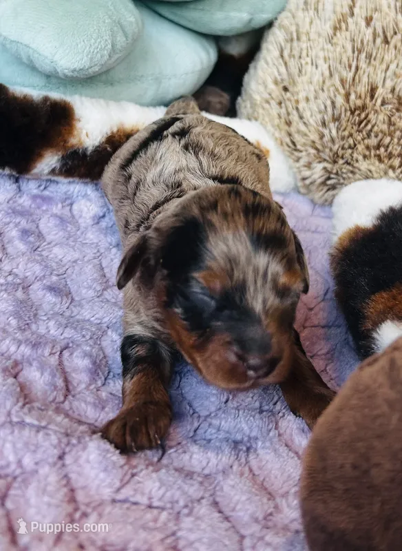 Pebbles  – Havanese, Poodle - Miniature  puppy for sale in Comstock Park, MI