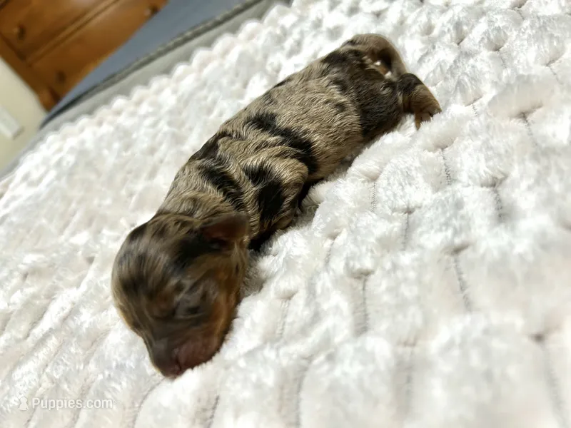 Pebbles  – Havanese, Poodle - Miniature  puppy for sale in Comstock Park, MI