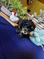 Betty, a female Havapoo for sale in Comstock Park, MI – 2 of 7