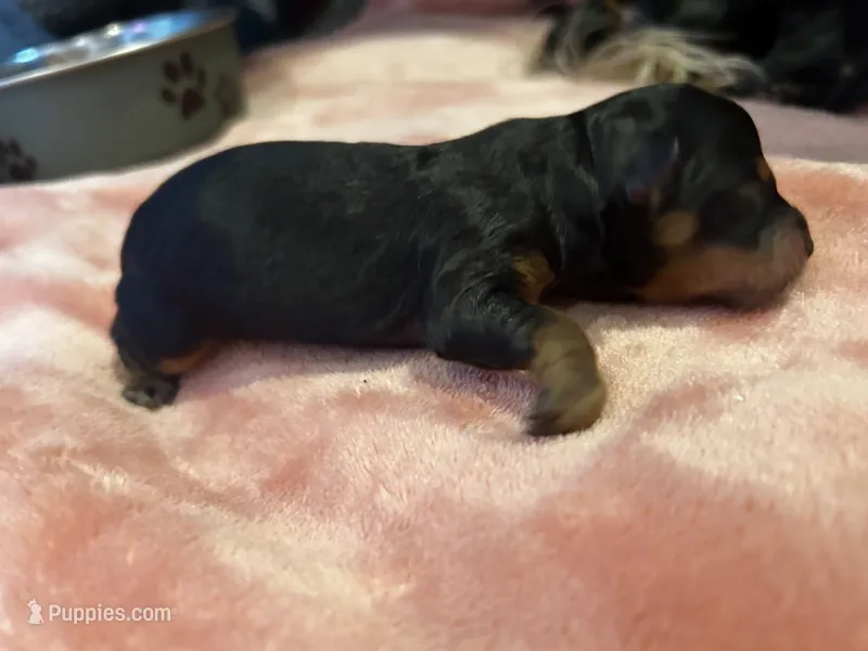 Wilma  – Havanese, Poodle - Miniature  puppy for sale in Comstock Park, MI