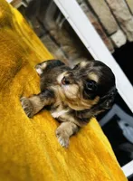 Bamm Bamm , a male Havanese and Poodle - Miniature  for sale in Comstock Park, MI – 3 of 5