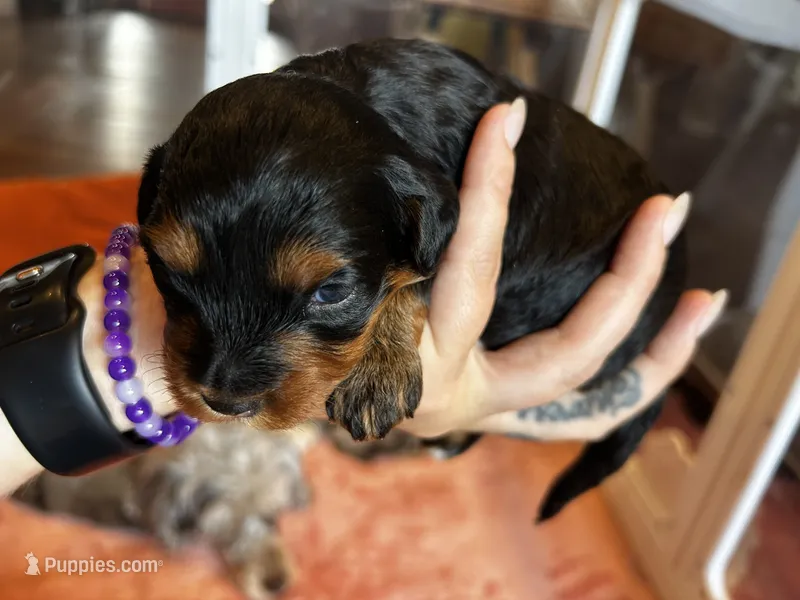 Wilma  – Havanese, Poodle - Miniature  puppy for sale in Comstock Park, MI