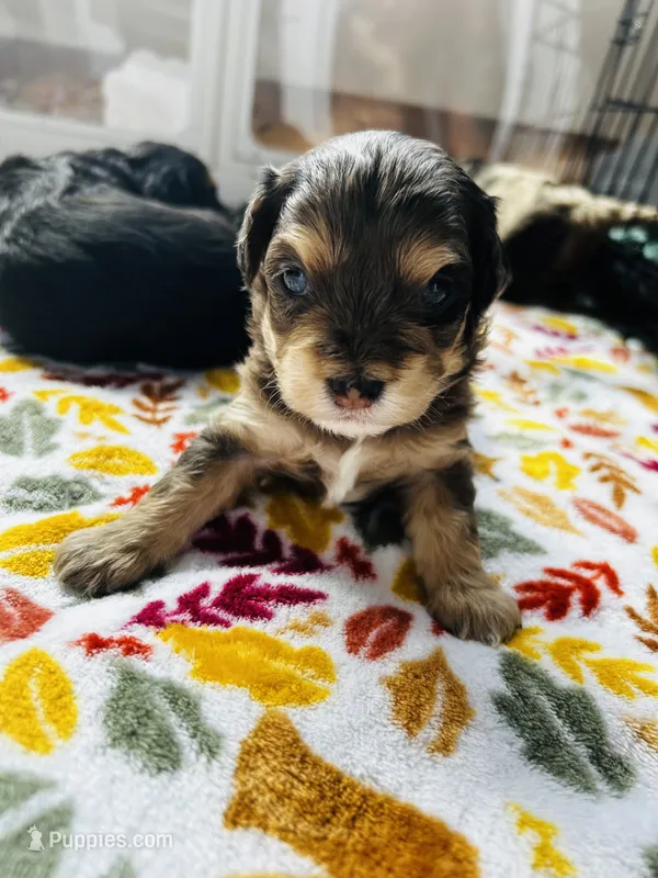 Bamm Bamm  – Havanese, Poodle - Miniature  puppy for sale in Comstock Park, MI