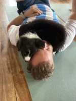 American Corgi Male (Fluffy), a male Cardigan Welsh Corgi and Pembroke Welsh Corgi for sale in Mount Jackson, VA – 8 of 10