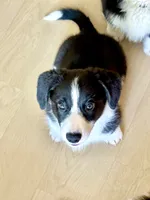 Black and white Male (Glamour coat) , a male Cardigan Welsh Corgi and Pembroke Welsh Corgi for sale in Mount Jackson, VA – 8 of 9