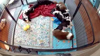 Burt -Liver- Male , a male Cardigan Welsh Corgi and Pembroke Welsh Corgi for sale in Winchester, VA – 3 of 9