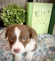 Burt -Liver- Male , a male Cardigan Welsh Corgi and Pembroke Welsh Corgi for sale in Winchester, VA – 5 of 9