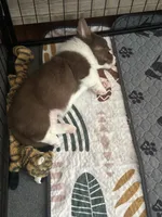 Burt -Liver- Male , a male Cardigan Welsh Corgi and Pembroke Welsh Corgi for sale in Winchester, VA – 4 of 9