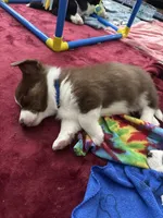 Burt -Liver- Male , a male Cardigan Welsh Corgi and Pembroke Welsh Corgi for sale in Winchester, VA – 9 of 9