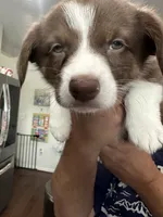Burt -Liver- Male , a male Cardigan Welsh Corgi and Pembroke Welsh Corgi for sale in Winchester, VA – 2 of 9