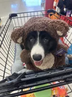 Black and White Fluffy Male, a male Cardigan Welsh Corgi and Pembroke Welsh Corgi for sale in Basye, VA – 5 of 7