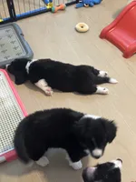 American Corgi Male (Fluffy), a male Cardigan Welsh Corgi and Pembroke Welsh Corgi for sale in Mount Jackson, VA – 6 of 10