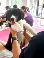 Black & White Fluffy Male (Minimal Brindle points) , a male Cardigan Welsh Corgi and Pembroke Welsh Corgi for sale in Mount Jackson, VA – 1 of 6