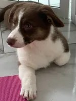 American Corgi Male Chocolate (Liver) Fluff carrier-Glamour coat, a male Cardigan Welsh Corgi and Pembroke Welsh Corgi for sale in Basye, VA – 2 of 2