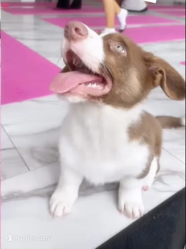 American Corgi Male Chocolate (Liver) Fluff carrier-Glamour coat – Cardigan Welsh Corgi, Pembroke Welsh Corgi puppy for sale in Basye, VA