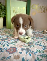Burt -Liver- Male , a male Cardigan Welsh Corgi and Pembroke Welsh Corgi for sale in Winchester, VA – 6 of 9