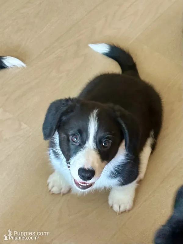American Corgi Male (Fluff carrier-Glamour coat)  – Cardigan Welsh Corgi, Pembroke Welsh Corgi puppy for sale in Basye, VA