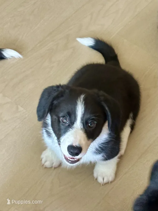 Black and white Male (Glamour coat)  – Cardigan Welsh Corgi, Pembroke Welsh Corgi puppy for sale in Mount Jackson, VA
