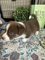 Burt -Liver- Male , a male Cardigan Welsh Corgi and Pembroke Welsh Corgi for sale in Winchester, VA – 7 of 9