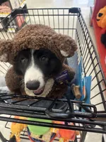 Black and White Fluffy Male, a male Cardigan Welsh Corgi and Pembroke Welsh Corgi for sale in Basye, VA – 3 of 7