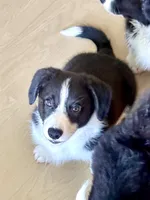 Black and white Male (Glamour coat) , a male Cardigan Welsh Corgi and Pembroke Welsh Corgi for sale in Mount Jackson, VA – 3 of 9