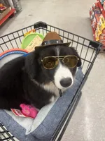 Black and White Fluffy Male, a male Cardigan Welsh Corgi and Pembroke Welsh Corgi for sale in Basye, VA – 6 of 7