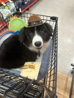 Black and White Fluffy Male, a male Cardigan Welsh Corgi and Pembroke Welsh Corgi for sale in Basye, VA – 4 of 7