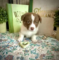 Burt -Liver- Male , a male Cardigan Welsh Corgi and Pembroke Welsh Corgi for sale in Winchester, VA – 1 of 9