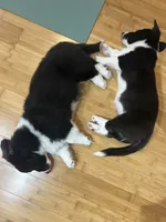 Black and white Male (Glamour coat) , a male Cardigan Welsh Corgi and Pembroke Welsh Corgi for sale in Mount Jackson, VA – 4 of 9