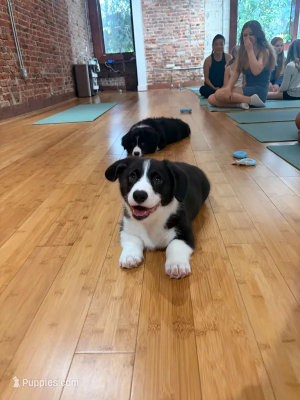 Black and white Male (Glamour coat)  – Cardigan Welsh Corgi, Pembroke Welsh Corgi puppy for sale in Mount Jackson, VA