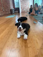 Black and white Male (Glamour coat) , a male Cardigan Welsh Corgi and Pembroke Welsh Corgi for sale in Mount Jackson, VA – 2 of 9
