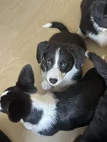 Black and white Male (Glamour coat) , a male Cardigan Welsh Corgi and Pembroke Welsh Corgi for sale in Mount Jackson, VA – 5 of 9