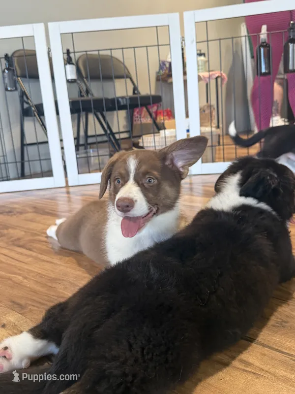 Chocolate (Liver) Male  – Cardigan Welsh Corgi, Pembroke Welsh Corgi puppy for sale in Mount Jackson, VA