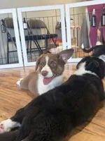 American Corgi Male Chocolate (Liver) Fluff carrier-Glamour coat, a male Cardigan Welsh Corgi and Pembroke Welsh Corgi for sale in Mount Jackson, VA – 1 of 9