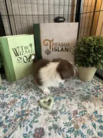 Burt -Liver- Male , a male Cardigan Welsh Corgi and Pembroke Welsh Corgi for sale in Winchester, VA – 8 of 9