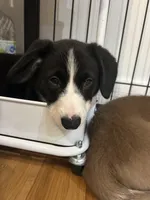 Black and white Male (Glamour coat) , a male Cardigan Welsh Corgi and Pembroke Welsh Corgi for sale in Mount Jackson, VA – 6 of 9