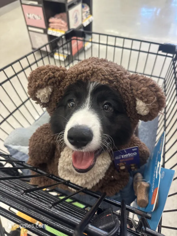 Black and White Fluffy Male – Cardigan Welsh Corgi, Pembroke Welsh Corgi puppy for sale in Basye, VA