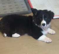 Black and White Fluffy Male, a male Cardigan Welsh Corgi and Pembroke Welsh Corgi for sale in Basye, VA – 7 of 7