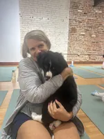 American Corgi Male (Fluffy), a male Cardigan Welsh Corgi and Pembroke Welsh Corgi for sale in Mount Jackson, VA – 4 of 10