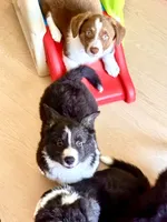 American Corgi Male (Fluffy), a male Cardigan Welsh Corgi and Pembroke Welsh Corgi for sale in Mount Jackson, VA – 10 of 10