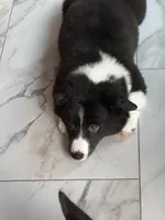 American Corgi Male (Fluffy), a male Cardigan Welsh Corgi and Pembroke Welsh Corgi for sale in Mount Jackson, VA – 2 of 10
