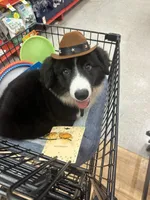 Black and White Fluffy Male, a male Cardigan Welsh Corgi and Pembroke Welsh Corgi for sale in Basye, VA – 2 of 7